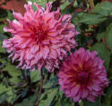 Dinnerplatedahlia 'Islander', dubbla blommor i cerise till korall med skiftningar i aprikos.