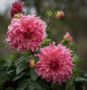 Dinnerplatedahlia 'Islander', dubbla blommor i cerise till korall med skiftningar i aprikos.