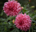 Dinnerplatedahlia 'Islander', dubbla blommor i cerise till korall med skiftningar i aprikos.