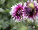 Fransdahlia 'Alauna Clair-Obscur', ca 10-15 cm stora blommor i djupt purpur med vita, fransade kronbladsspetsar i fin kontrast.