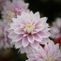 Dekorativdahlia 'Evanah', puderrosa med vita kronbladsspetsar i fin kontrast med ca 10-15 cm stora.