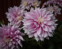 Dekorativdahlia 'Evanah', puderrosa med vita kronbladsspetsar i fin kontrast med ca 10-15 cm stora.