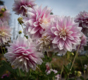 Dekorativdahlia 'Evanah', puderrosa med vita kronbladsspetsar i fin kontrast med ca 10-15 cm stora.