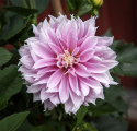 Dekorativdahlia 'Evanah', puderrosa med vita kronbladsspetsar i fin kontrast med ca 10-15 cm stora.