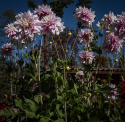 Dekorativdahlia 'Evanah', puderrosa med vita kronbladsspetsar i fin kontrast med ca 10-15 cm stora.