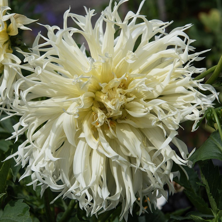 Fransdahlia ''Tsuki Yori No Shisha'' 1 st