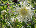 Fransdahlia ''Tsuki Yori No Shisha'' 1 st