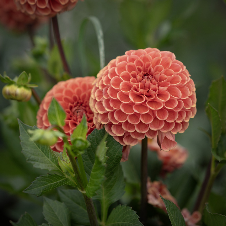 Pompondahlia 'Cornel Bronze', ca 6-8 cm stora, täta, perfekt bollrunda blommor i mörkt aprikos till apelsin med bronslyster.