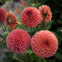 Pompondahlia 'Cornel Bronze', ca 6-8 cm stora, täta, perfekt bollrunda blommor i mörkt aprikos till apelsin med bronslyster.