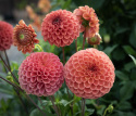 Pompondahlia 'Cornel Bronze', ca 6-8 cm stora, täta, perfekt bollrunda blommor i mörkt aprikos till apelsin med bronslyster.