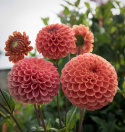 Pompondahlia 'Cornel Bronze', ca 6-8 cm stora, täta, perfekt bollrunda blommor i mörkt aprikos till apelsin med bronslyster.