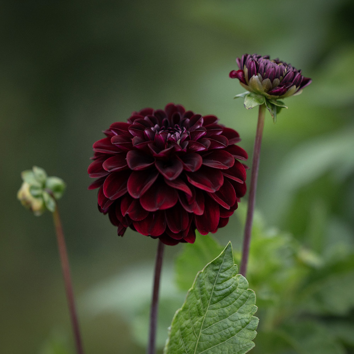 Pompondahlia 'Dark Spirit', ca 6-8 cm stora, täta, mörkt sammetsröda, näst intill svarta, perfekt bollrunda blommor. 