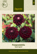Pompondahlia 'Dark Spirit', ca 6-8 cm stora, täta, mörkt sammetsröda, näst intill svarta, perfekt bollrunda blommor. 