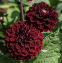 Pompondahlia 'Dark Spirit', ca 6-8 cm stora, täta, mörkt sammetsröda, näst intill svarta, perfekt bollrunda blommor. 