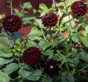 Pompondahlia 'Dark Spirit', ca 6-8 cm stora, täta, mörkt sammetsröda, näst intill svarta, perfekt bollrunda blommor. 