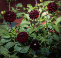 Pompondahlia 'Dark Spirit', ca 6-8 cm stora, täta, mörkt sammetsröda, näst intill svarta, perfekt bollrunda blommor. 