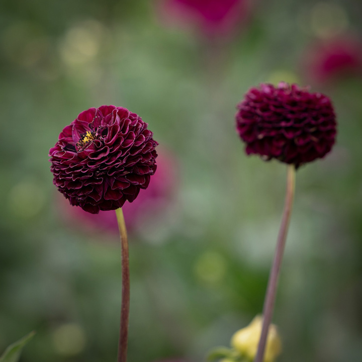Pompondahlia 'Rocco', ca 6-8 cm stora, täta, perfekt bollrunda blommor i plommonlila till mörkt purpur.