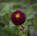 Pompondahlia 'Rocco', ca 6-8 cm stora, täta, perfekt bollrunda blommor i plommonlila till mörkt purpur.