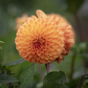 Pompondahlia ''''Souvenir d''''Ete'''' 1 st