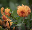 Pompondahlia ''''Souvenir d''''Ete'''' 1 st