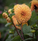 Pompondahlia ''''Souvenir d''''Ete'''' 1 st
