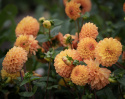 Pompondahlia ''''Souvenir d''''Ete'''' 1 st