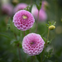 Pompondahlia ''''Stolze von Berlin'''' 1 st