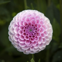 Pompondahlia ''''Stolze von Berlin'''' 1 st