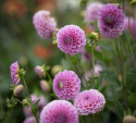Pompondahlia ''''Stolze von Berlin'''' 1 st