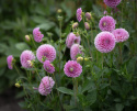 Pompondahlia ''''Stolze von Berlin'''' 1 st