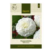 Pompondahlia 'White Aster' 1 st