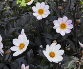 Enkel Trädgårdsdahlia 'Dahlegria White' 1 st