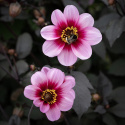 Enkel Trädgårdsdahlia ''Whishes ''n Dreams'' 1 st