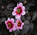 Enkel Trädgårdsdahlia ''Whishes ''n Dreams'' 1 st