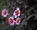 Enkel Trädgårdsdahlia ''Whishes ''n Dreams'' 1 st