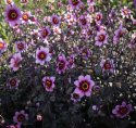 Enkel Trädgårdsdahlia ''Whishes ''n Dreams'' 1 st