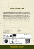 Dekorativdahlia 'Gallery Art Fair' 1 st