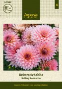 Dekorativdahlia ''Gallery Leonardo'' 1 st