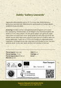 Dekorativdahlia ''Gallery Leonardo'' 1 st