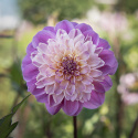 Anemondahlia ''Take Off'' 1 st