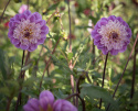 Anemondahlia ''Take Off'' 1 st
