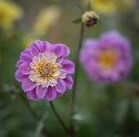 Anemondahlia ''Take Off'' 1 st
