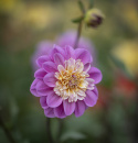 Anemondahlia ''Take Off'' 1 st
