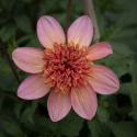 Anemondahlia 'Totally Tangerine', ca 7-10 cm stora, öppna, korallrosa till aprikos, enkla blommor med stor och tät, orange mittkrona. 