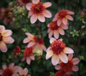 Anemondahlia 'Totally Tangerine', ca 7-10 cm stora, öppna, korallrosa till aprikos, enkla blommor med stor och tät, orange mittkrona. 