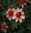 Anemondahlia 'Totally Tangerine', ca 7-10 cm stora, öppna, korallrosa till aprikos, enkla blommor med stor och tät, orange mittkrona. 