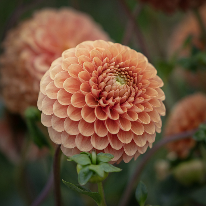 Pompondahlia 'Beatrice', stora, täta, perfekt bollrunda blommor i varmt persikoorange till ljust aprikos.