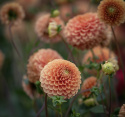 Pompondahlia 'Beatrice', stora, täta, perfekt bollrunda blommor i varmt persikoorange till ljust aprikos.