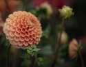 Pompondahlia 'Beatrice', stora, täta, perfekt bollrunda blommor i varmt persikoorange till ljust aprikos.