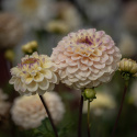 Pompondahlia 'Bolt', stora, täta, perfekt bollrunda blommor i mjukt gräddgult till creme med puderrosa.